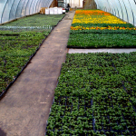 Little Yukon - Greenhouse & Nursery